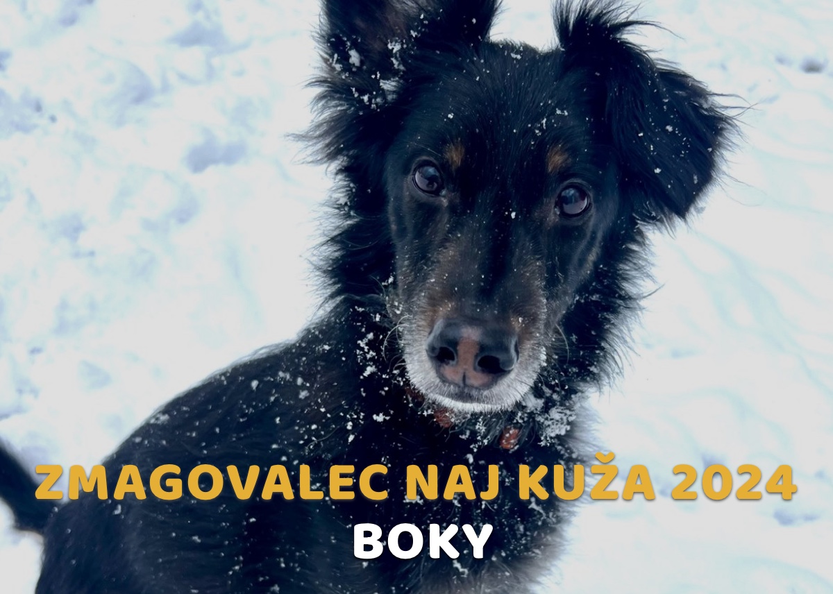 naj kuža 2024