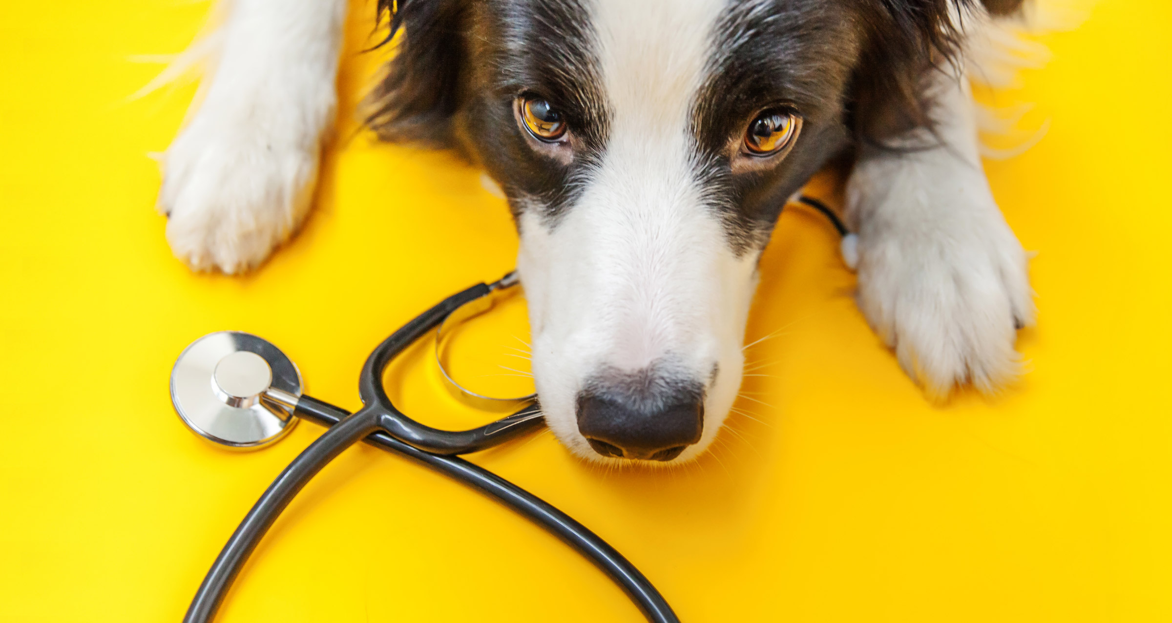 kuža in stetoskop, WIZ Blog, 10 najbolj pogostih bolezni psov in veterinarski stroški
