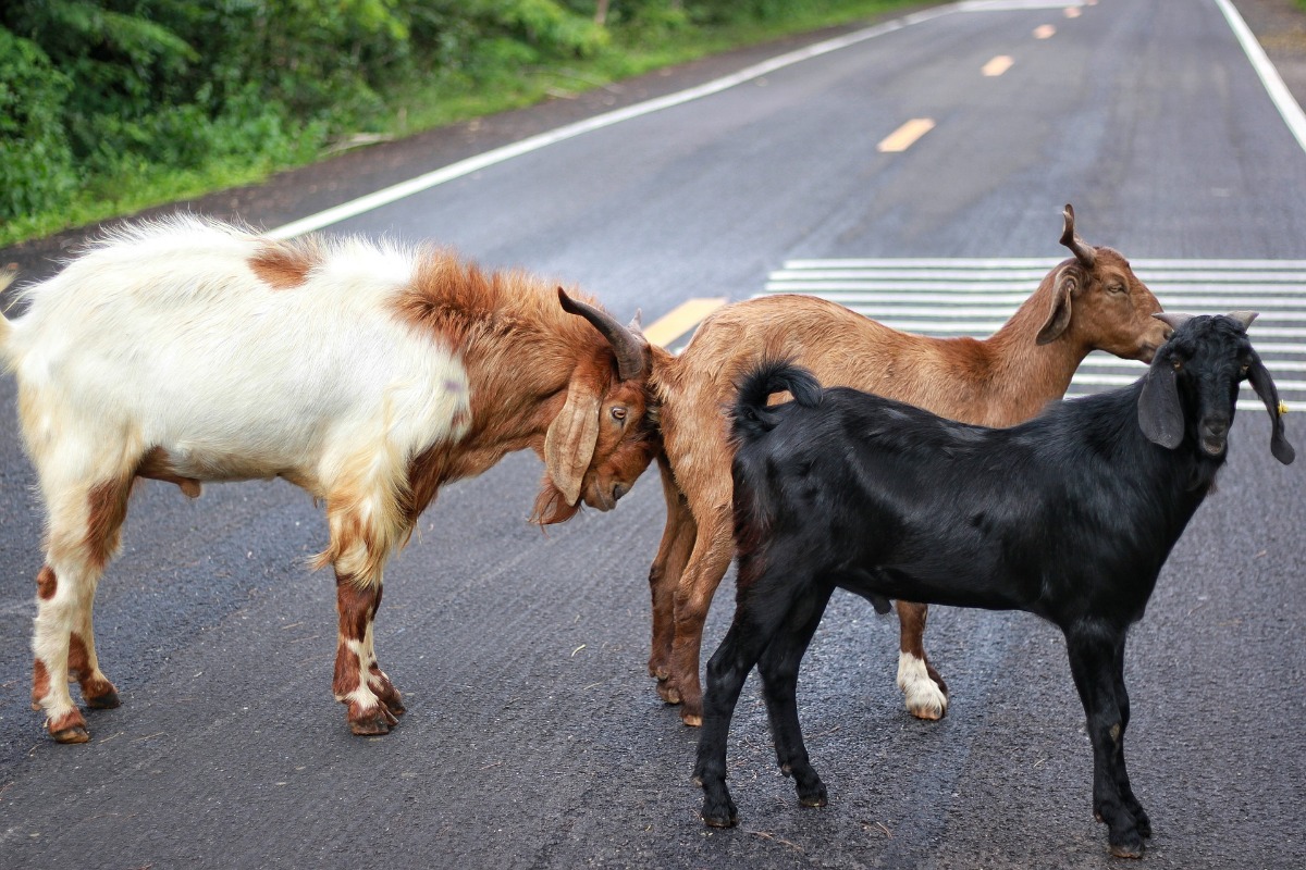 živali prečkajo cesto