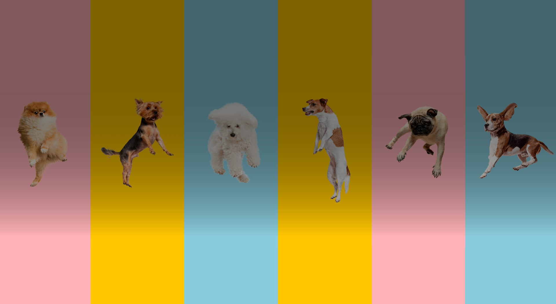 naj kuža 2023, natečaj, kužki v zraku